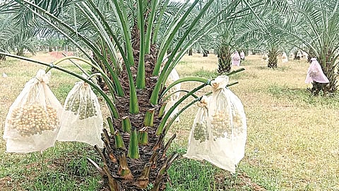 மதுரை மாவட்டத்தில் பேரீச்சை சாகுபடி