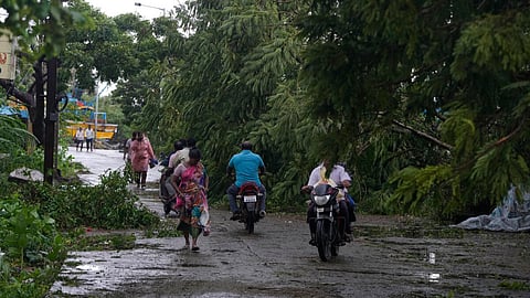 புயலால் சரிந்து விழுந்துள்ள மரம். இடம்: காக்கிநாடா