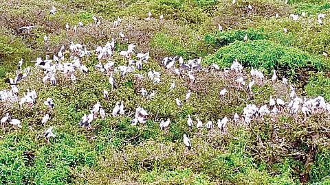 வேடந்தாங்கல் பறவைகள் சரணாலய ஏரியில் உள்ள மரங்களில் அமர்ந்துள்ள பறவைகள்.
