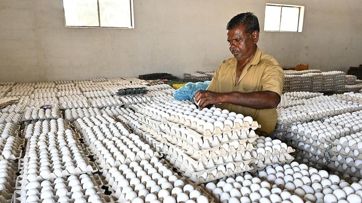 முட்டை விலை உயர்வுக்கும், எத்தனால் பெட்ரோல் உற்பத்திக்கும் என்ன தொடர்பு?