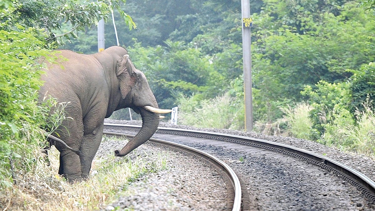 தண்டவாளத்தில் கொல்லப்படும் பேருயிர்கள்