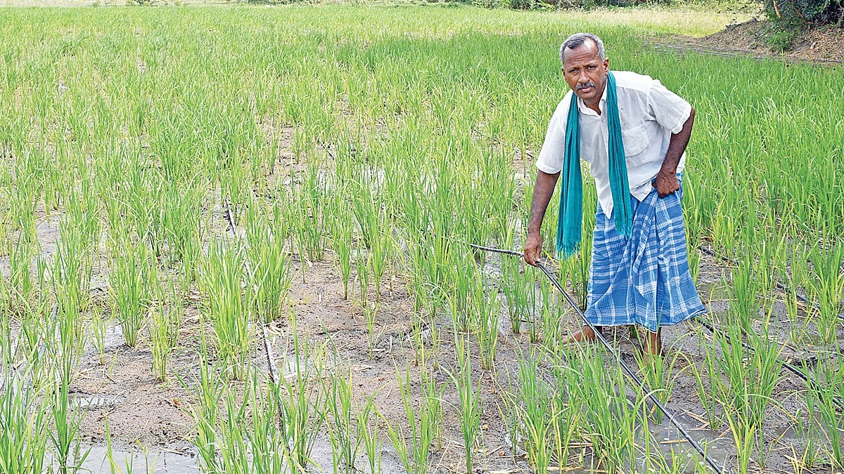 சொட்டுநீரில் நெல் சாகுபடி: தண்ணீரைச் சேமித்து மகசூலை உயர்த்தும் தஞ்சை விவசாயி!