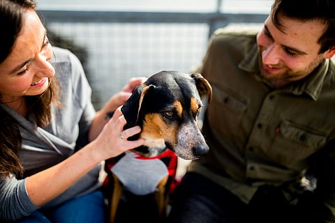 5 pawsome ways to keep your pet safe during Holi
