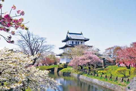 Sakura in Matsumae