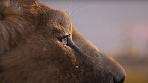 In frame: A scene from The Lion King