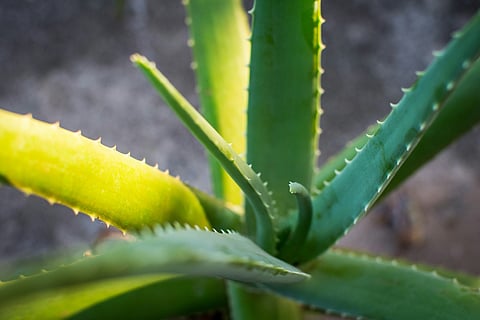 Here’s why aloe vera is your skin’s BFF this summer 