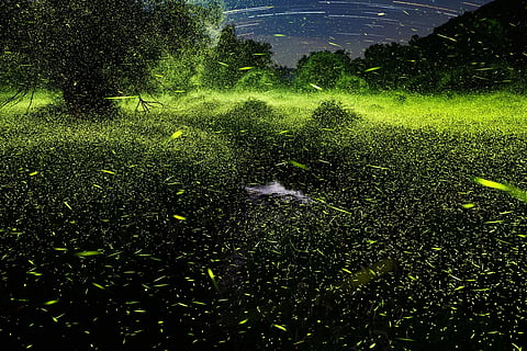 Firefly festival