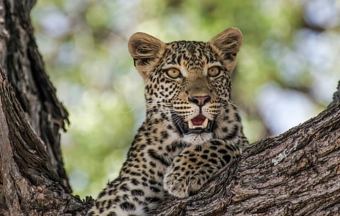 Leopard