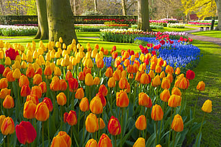 Five best flower festivals across the wto visit