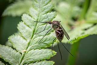 Five natural mosquito repellents