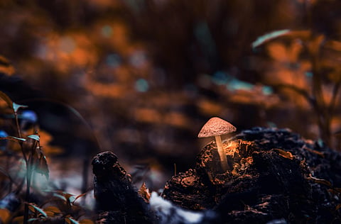 Bioluminescent forests in India, a magical sight