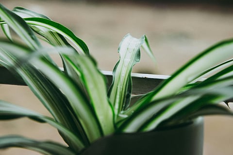 Spider plant 