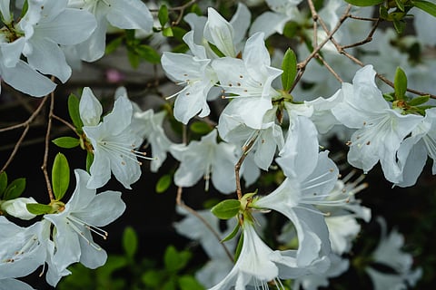 The beauty and health benefits of Rhododendron flower: A Himalayan treasure