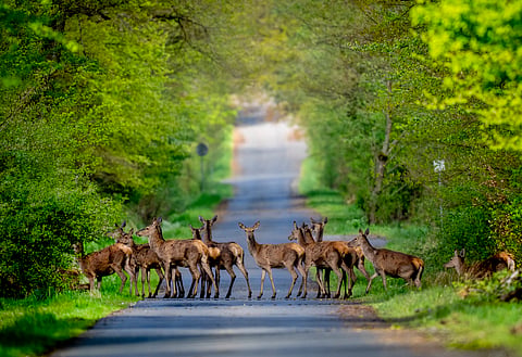 Photographers capture stunning scenes of nature and wildlife in 2024
