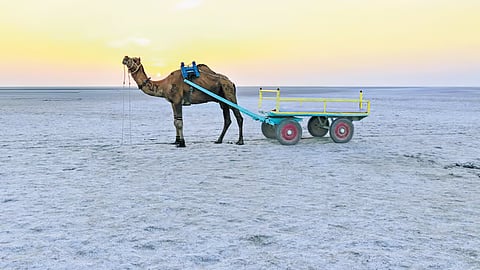 The White Rann
