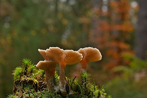 Image used for representational purpose (Source: Pixabay)