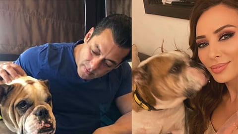 Salman Khan with Toro (L);  Iulia Vantur with Toro 