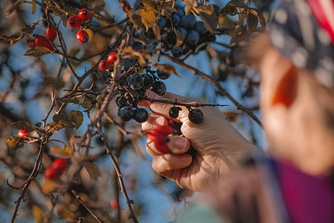 Top fruit-picking destinations in India