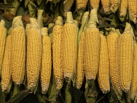 Corn Silk: A hidden gem