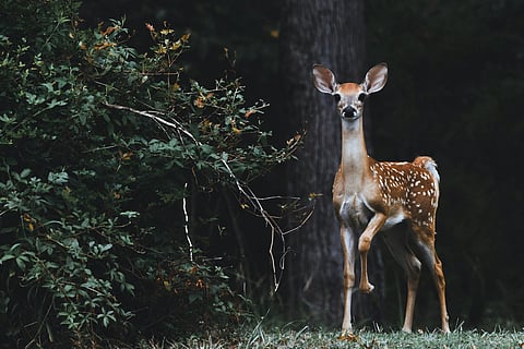 Odisha opens doors to a new jungle safari with Atei Reserve Forest in Keonjhar