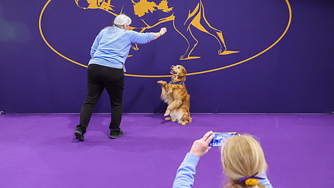 Colleen Swierkocki takes a photo of Diane Stenberg and her golden retriever, Brook, at the 149th Westminster Kennel Club Dog show