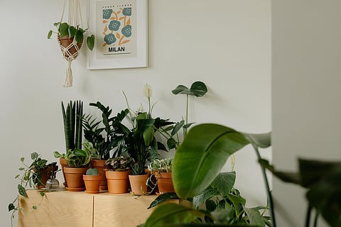 Bringing the outside in: The rise of indoor nature sanctuaries