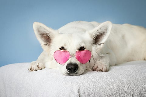 How pet therapy boots your mood one paw at a time
