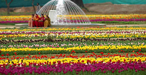 Srinagar's tulip garden is considered to be the largest tulip garden in Asia