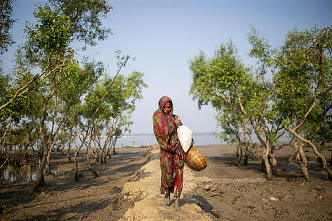 Sundarban: four unforgettable experiences beyond the tiger