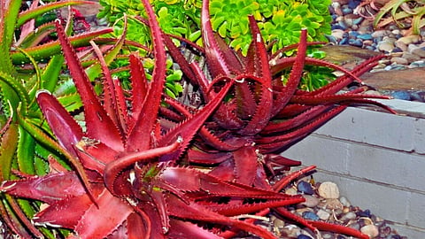 Is red aloe vera more potent for skincare than green aloe vera?