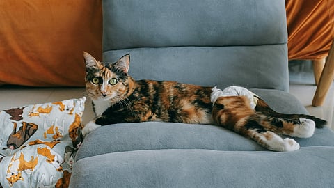 Catproof Couches: How scratch-effective are they? 