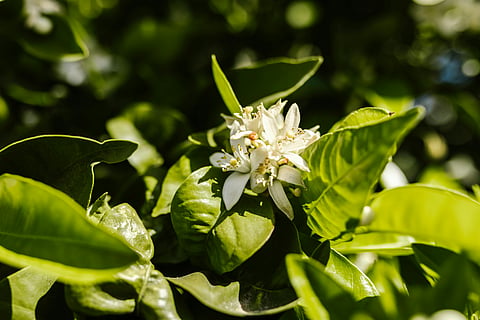 Mogra: The fragrant emblem of love in India