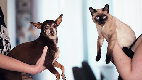 Pet Peeves: What to do if your pets aren’t listening to you? 