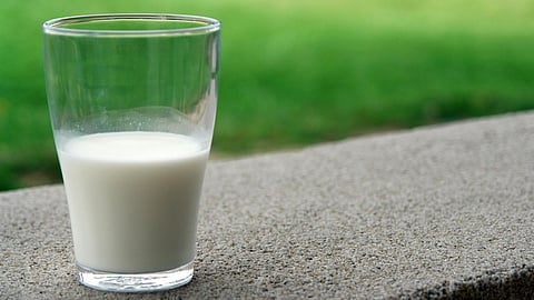 World Milk Day 2025: What makes Donkey Milk one of the most expensive milks in the world? 