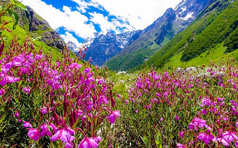 The Valley of Flowers is now open!