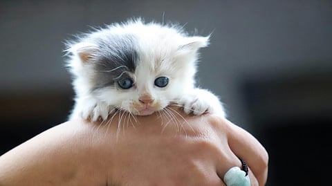 Cat Rescues: Here are four steps that are unskippable!