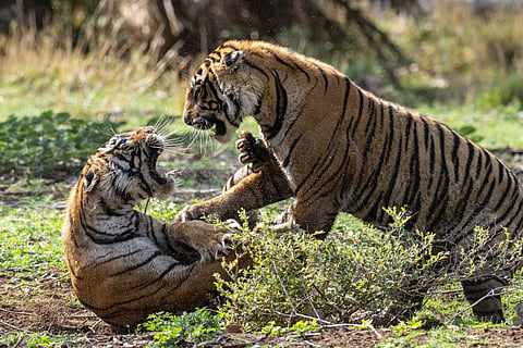 Legendary Tigers of India to premiere on August 15