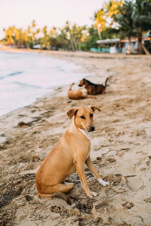 The ultimate new pet welcome guide for adopted stray