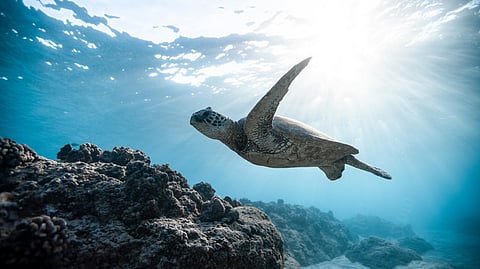 Award-winning sea turtle documentary Turtle Walker comes to Kerala festival