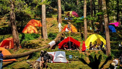 Practical tips for forest camping 