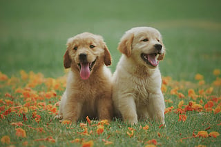 5 dog tales you’ll absolutely love