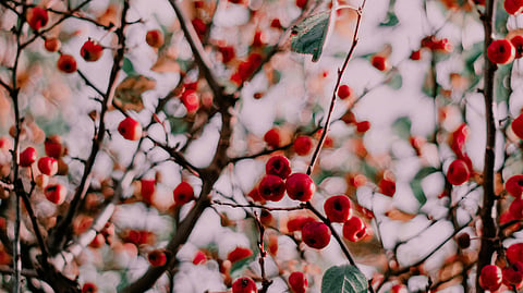 Your guide to identifying edible berries in the wild 