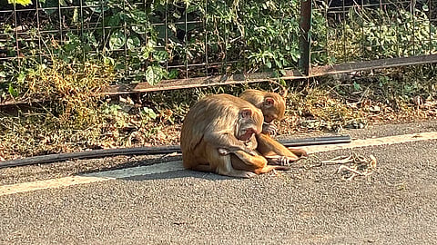 Mind The Monkeys