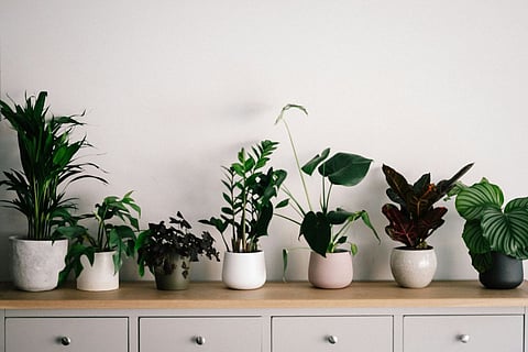 Six home staples to detox your system