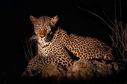 5 things you should never do on a night safari