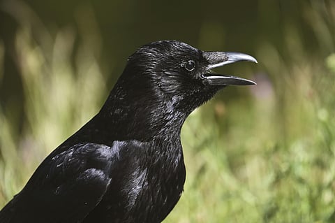 Hurt a crow and they will haunt you for 17 years