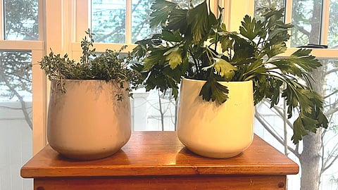Growing herbs indoors takes more care than you think