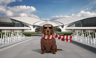 Five airports offering airside facilities for humans travelling with cabin pets 