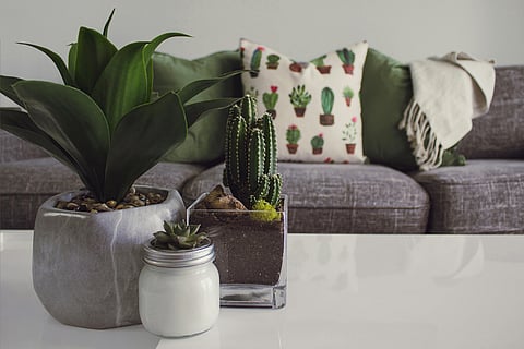 Back to botanical designs: How going-green is taking over home décor?