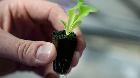 How homegrown vegetables quietly benefit health and climate